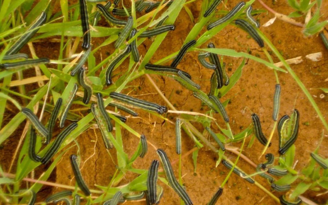 armyworms, invasion